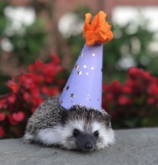 15. Первый день рождения Генри.