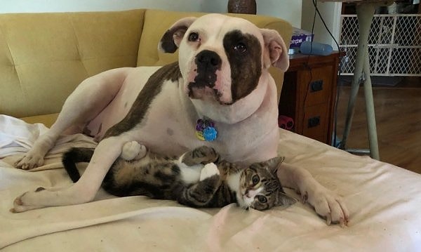 18. Питомцы пожилой женщины, сначала приютившей у себя собаку, а затем, через 2 недели, подобравшей на улице кошку.