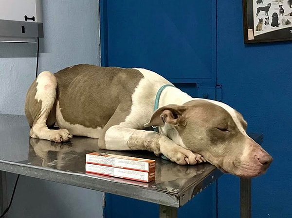 7. Но команда приюта не думала сдаваться.