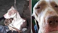 История спасения собаки, которую подвесили на цепь так, что она не могла даже пошевелить головой