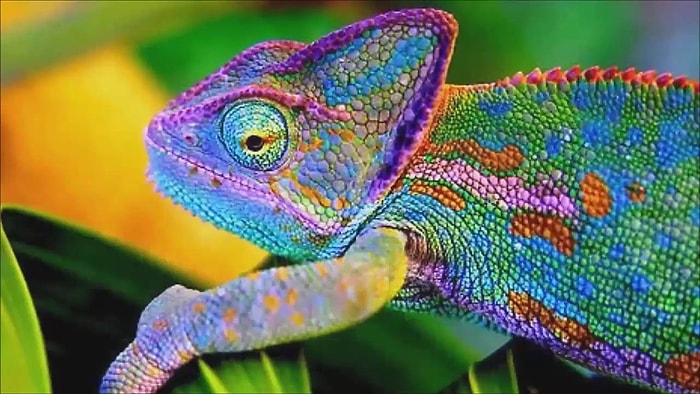 Bukalemunlar Nasıl ve Neden Renk Değiştirir?