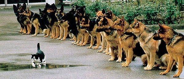 10. И последнее: сами-то вы считаете себя храбрым(-ой)?