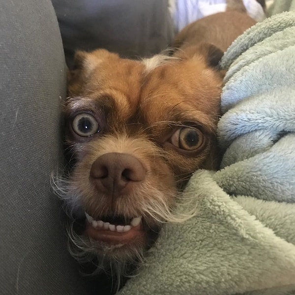 13. Кто паникует? Я совершенно спокоен.