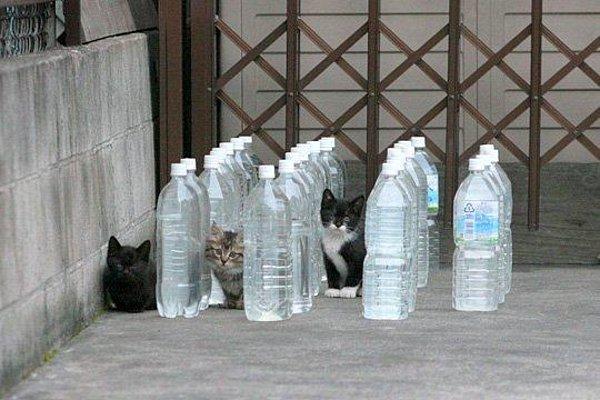 İlk başlarda kediler bu şişelerden ürküyor, evet. Çünkü bölgelerinde bir anda beliriveren yabancı bir cisim söz konusu. Siz olsanız, bir anda evinizin ortasında biten şeyden korkmaz mısınız?