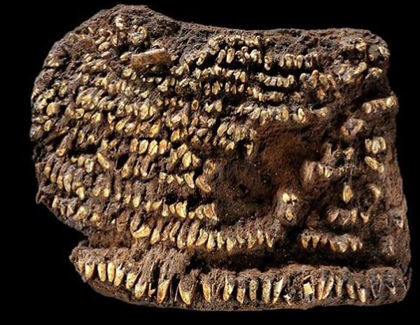 8. Этот кошелёк был создан 4500 лет назад и украшен сотней декоративных собачьих зубов.