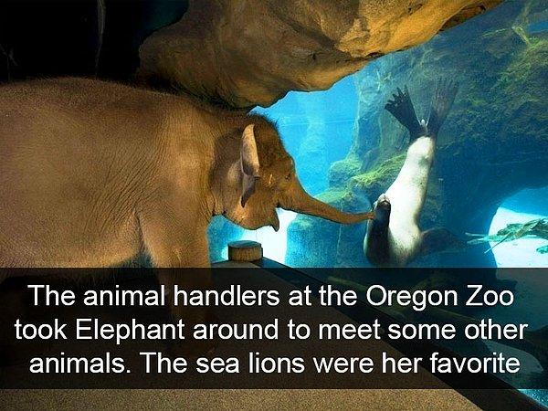 1. "Oregon Hayvanat Bahçesi'ndeki hayvan bekçileri Elephant'ı diğer hayvanlarla tanışması için dolaşmaya çıkardılar. Deniz aslanları favorisi oldu."