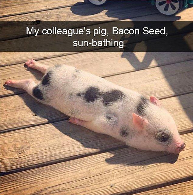 23. "İş arkadaşımın domuzu Bacon's Seed, güneşleniyor."