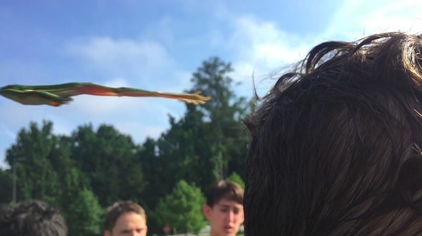 21. Полёт этой лягушки достоен участия в Олимпиаде!