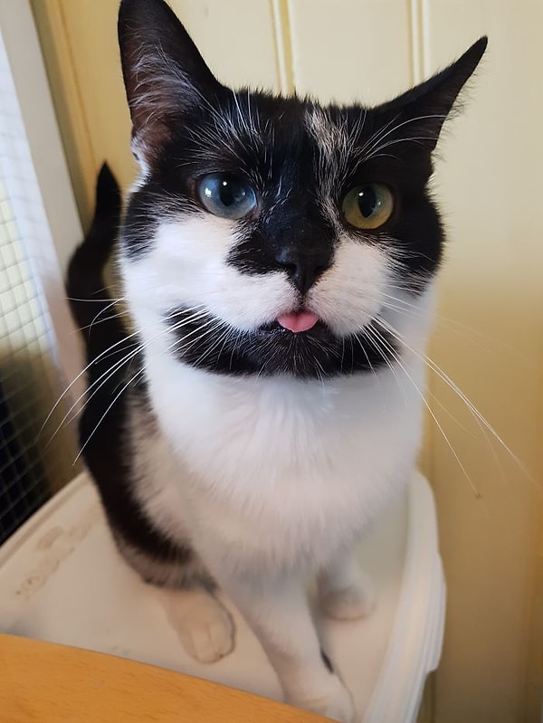 4. "Коллеги могут долго пялиться и даже показывать язык".