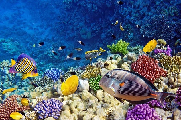 3. Kızıl Deniz, Mısır