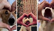 А ваш пес так делает? #snootchallenge — модный тренд в Сети захватил умы хозяев милых пушистиков