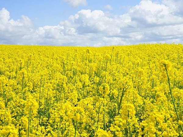 5. "Моя прабабушка вытащила меня из машины, и мы пошли по спокойному цветочному полю"