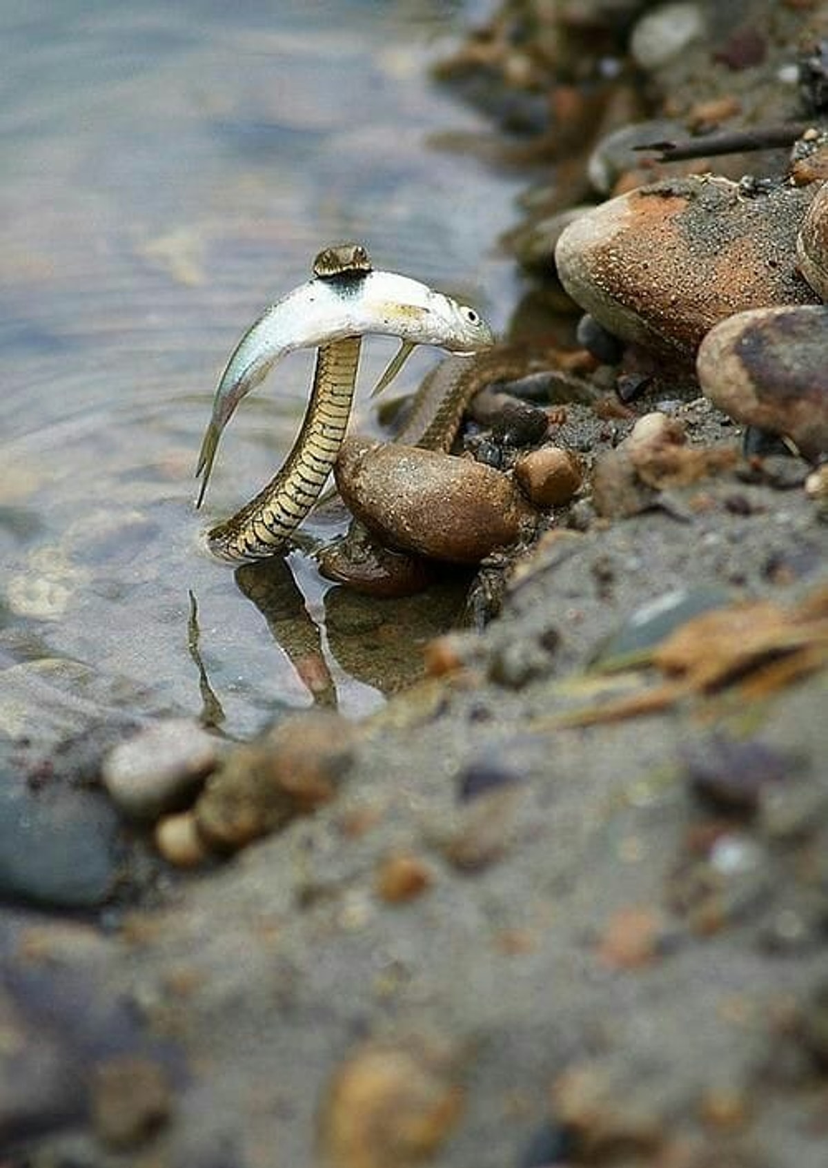 опешил. что значит опешил. опешить. что значит опешил. опешил или опешил.