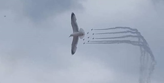 Когда удалось запечатлеть на камеру тот самый момент