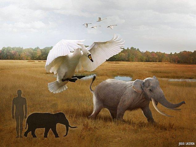 4. Dev bir kuğu olan Cygnus falconeri. Merak etmeyin, önündeki fil o kadar da büyük değil!