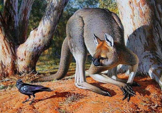 9. Kısa yüzlü kanguru Procoptodon. Boyu 2 metreyi, kilosu 230 kg'ı aşıyordu!