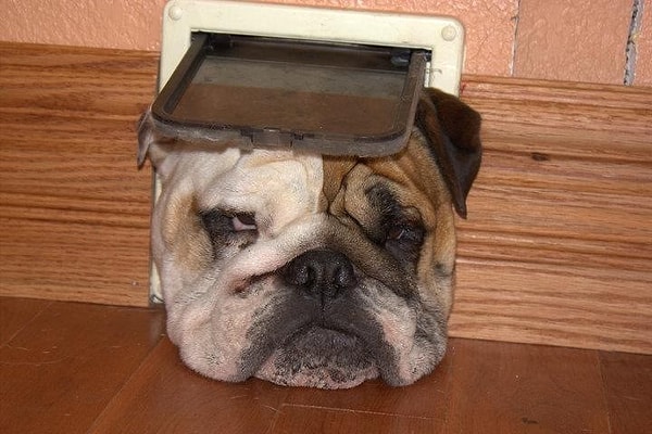 8. - Говорили же, буду много есть, в дверь не пройду...