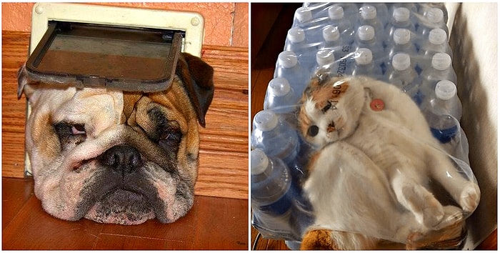 Животные, которые сами загнали себя в ловушку и отлично там себя чувствуют