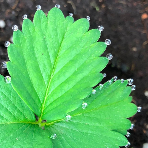 3. Да, это всего лишь листок, но зато гляньте, какой!