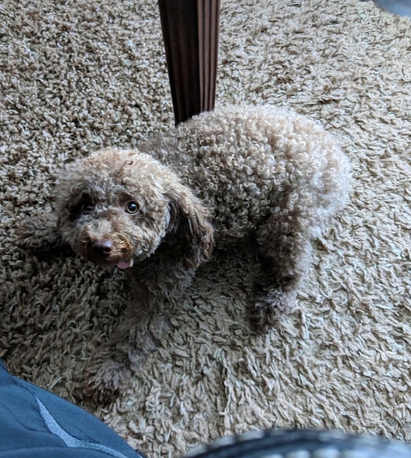 16. Когда твоя собака идеально сочетается с ковром 😁