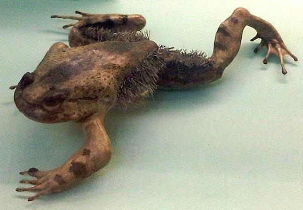 4. Tüylü kurbağalar kendilerini tehdit altında hissettiklerinde kemiklerini kırarak bedenlerinden dışarıya ittiriyor ve bunları pençe olarak kullanıyor.