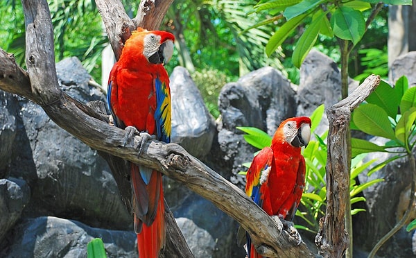 6. Найдите птицу какапо: