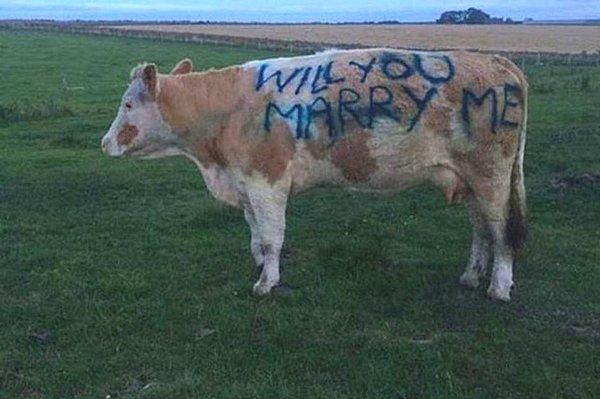 Çünkü hayvancılık ile uğraşan Chris Gospel, kız arkadaşının en sevdiği inek 'Curlytop (Kıvırcık)'ın üzerine 'Benimle evlenir misin?' yazdı.