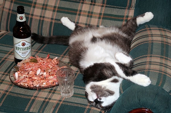 12. Вы когда-нибудь испытывали непреодолимое желание напиться?