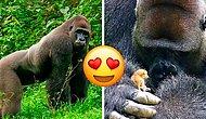 Нежность: гигантская горилла Бобо завязала дружбу со зверьком, который по размеру меньше его собственного пальца