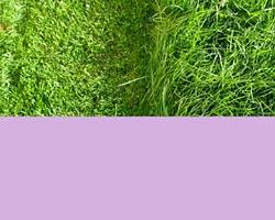 Ваш цвет - фиолетовый, ваш запах - свежескошенная трава.