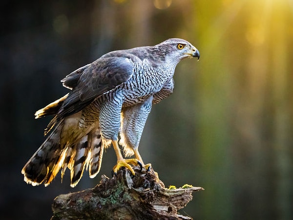 1. Какое из этих животных восхищает вас больше остальных?