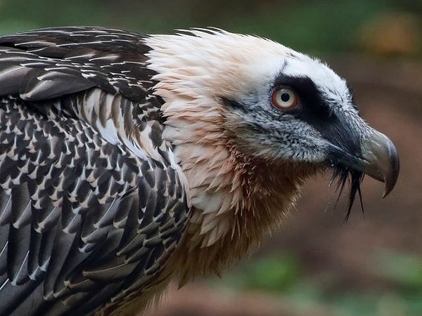 Ваш тотем - стервятник!