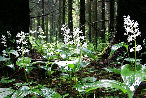 2. Листья какого из этих растений содержат муравьиную кислоту?