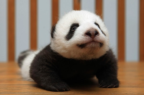 9. Детеныш панды - это ...?
