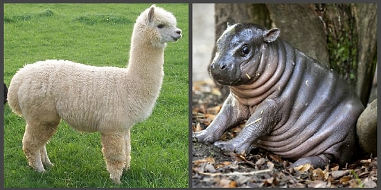 Тест: Знаете ли вы названия детенышей животных?