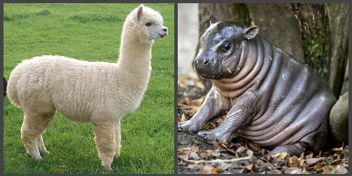 Тест: Знаете ли вы названия детенышей животных?