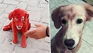 Покрашенную в красный собаку спасли активисты, отобрав ее у хозяина, которому нравился цвет животного