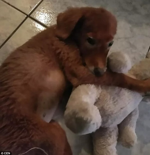 6. Краска еще не сошла полностью, но уже сейчас можно увидеть натуральный цвет шерсти Скарлетт.