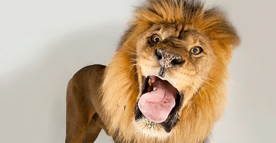 Лев, который залез в машину к туристам, доказал, что эти хищники - просто большие кошки