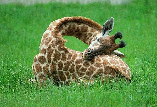 24. Zürafalar çok az uyurlar. 10 dakika ile 2 saat arası bir süre onlar için yeterlidir.