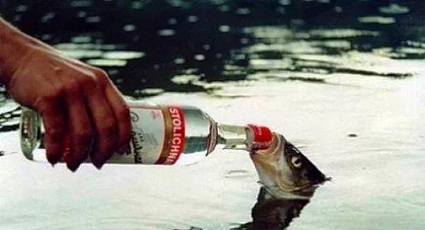 93. Ohio'da bir balığı sarhoş etmek yasaldır.