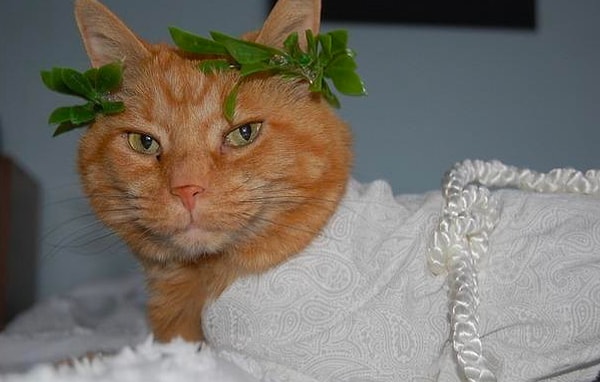 9. Как на латинском будет "кот"?