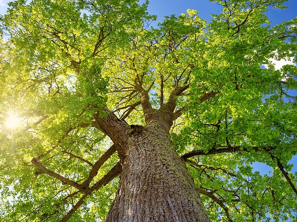 2. Выберите дерево: