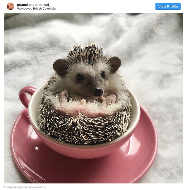 9. Этому малышу не нужно много места, чтобы уютно устроиться.