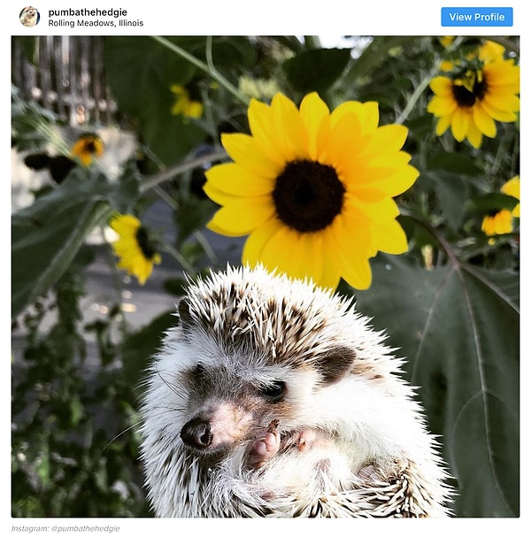 12. Этот ежик не любит повышенного внимания к своей скромной персоне в силу природной стеснительности.