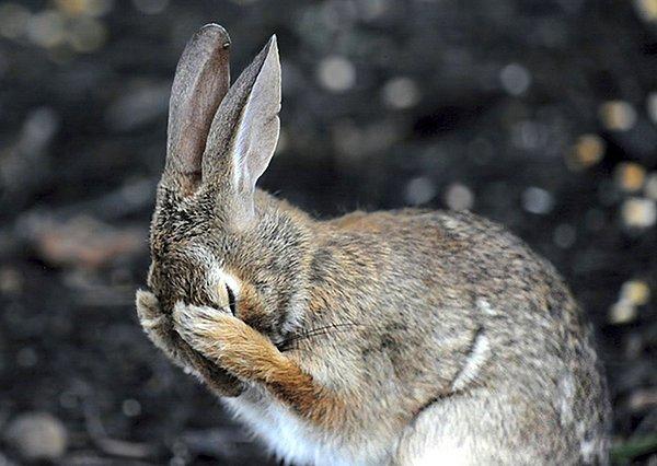 11. 'Tavşan utançla yüzünü saklıyor.'