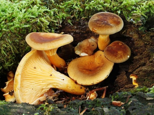 1. Как вам? Берём с собой?