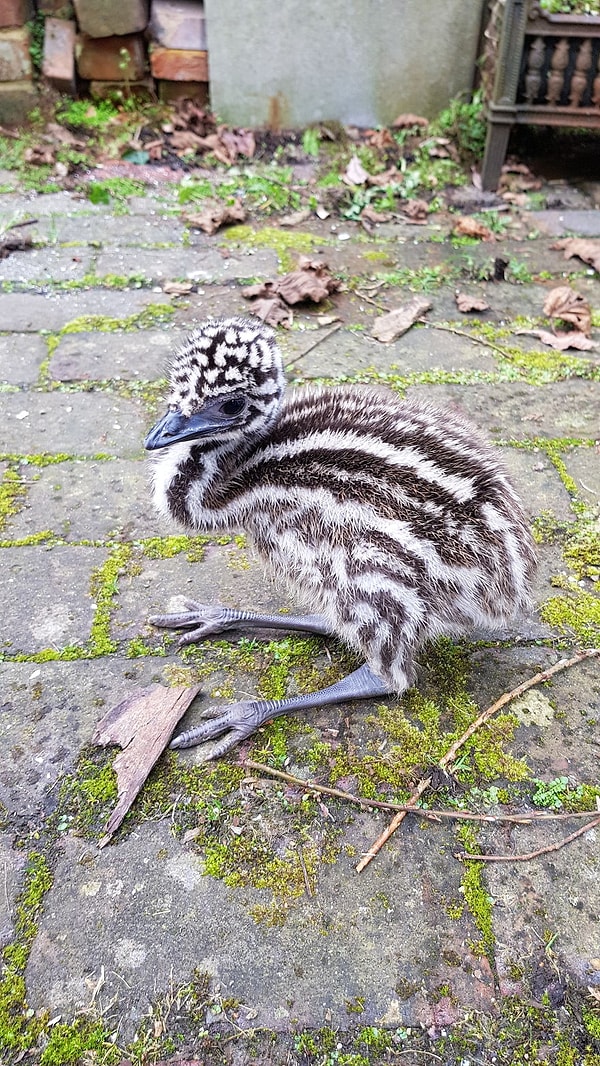 Счастливый покупатель поначалу вовсе не был уверен, выживет ли птенец, поскольку он был крайне слаб, и ему нужна была помощь в выхаживании.