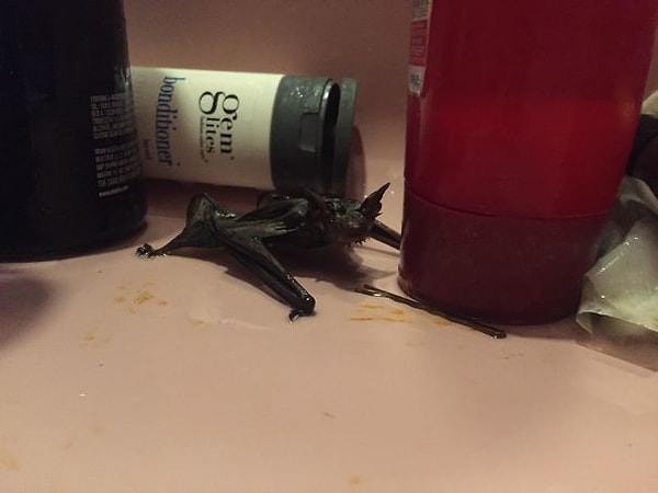 12. "Принимал душ перед работой, потянулся за шампунем, а тут такое"