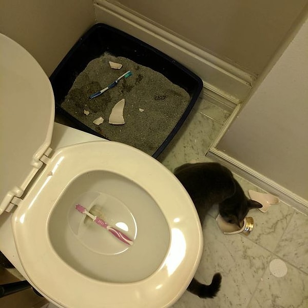 27. Как понять, что твой кот тебя ненавидит